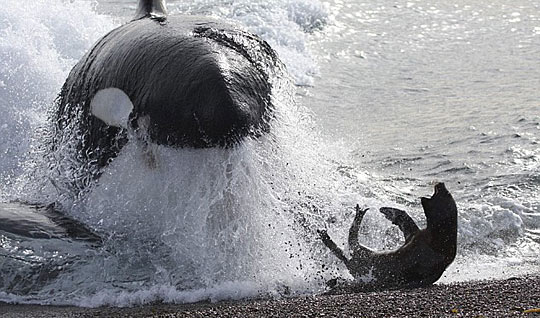 摄影师抓拍鲸鱼追捕小海豹瞬间