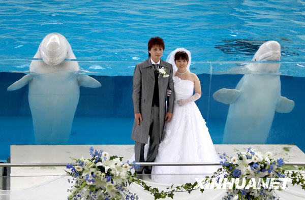 7月5日，在日本横滨一家水族馆举行的婚礼上，两只白海豚充当一对新人的“伴郎”“伴娘”。当天，这家水族馆为一对新人举行了浪漫别致的婚礼。 