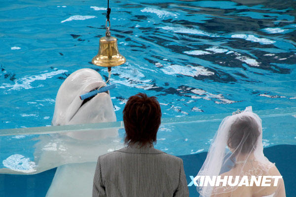 7月5日，在日本横滨一家水族馆举行的婚礼上，一只白海豚为一对新人“主持”婚礼。当天，这家水族馆为一对新人举行了浪漫别致的婚礼。