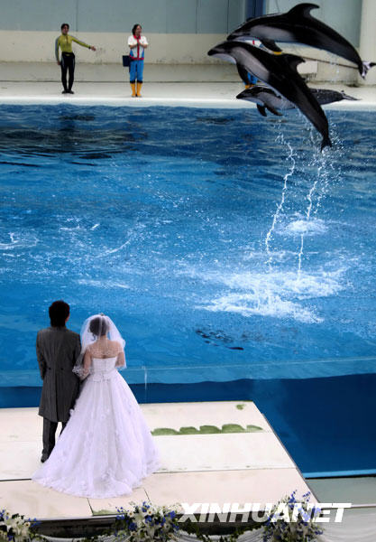 7月5日，在日本横滨的一家水族馆举行的婚礼上，几只海豚为一对新人进行表演。当天，这家水族馆为一对新人举行了浪漫别致的婚礼。