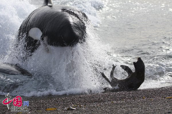  摄影师罗布·洛特（Rob Lott）在巴塔哥尼亚旅行期间，有幸拍到了一只50岁逆戟鲸捕杀小海豹的场面。