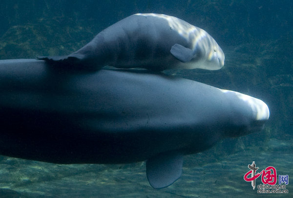  2009年6月30日，加拿大温哥华，水族馆里的新生小白鲸在水里游来游去，有时还会游到母亲的背上停留片刻。