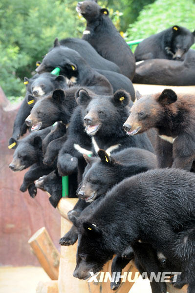 一群黑熊争先恐后爬上平台等候午餐（7月7日摄）。