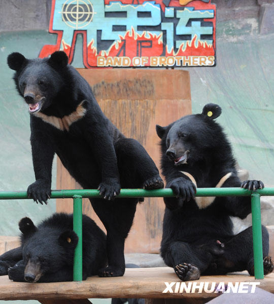 “兄弟连”饲养区的黑熊在无忧无虑地玩耍（7月7日摄）。