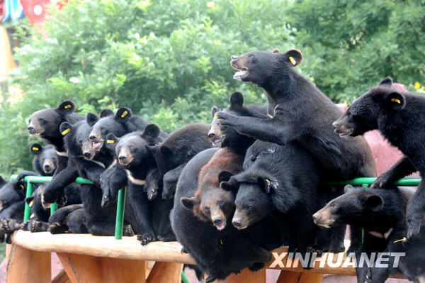 一群黑熊争先恐后爬上平台等候午餐（7月7日摄）。