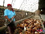 富蕴县哈萨克族妇女古丽扎达养土鸡。人民生活越过越好。 丁宁/摄影