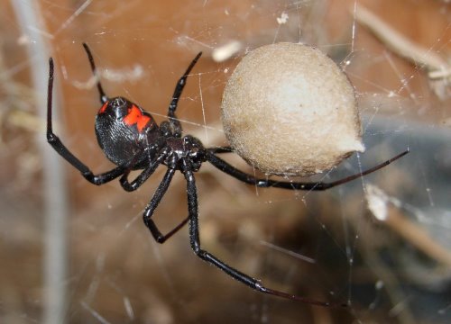 盤點地球上最毒的16種動物[組圖]