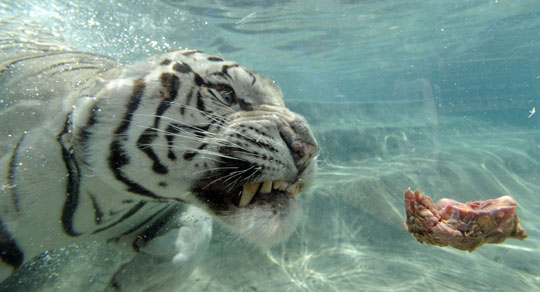孟加拉大白虎表演水中捕食