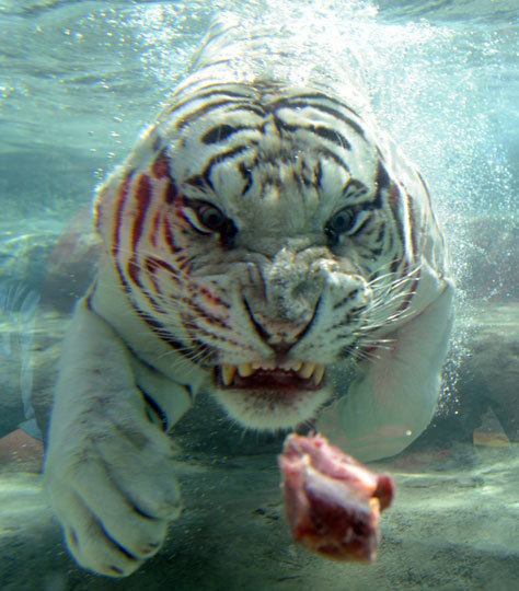 孟加拉大白虎表演水中捕食