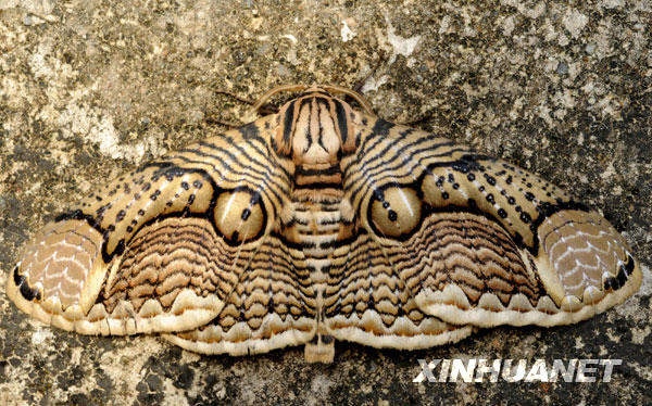 一只罗纹蛾利用身上的斑纹和颜色隐藏在岩石上