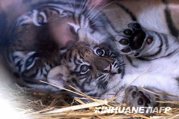 7月15日，在智利圣地亚哥的动物园里，一个月大的老虎宝宝趴在妈妈身边