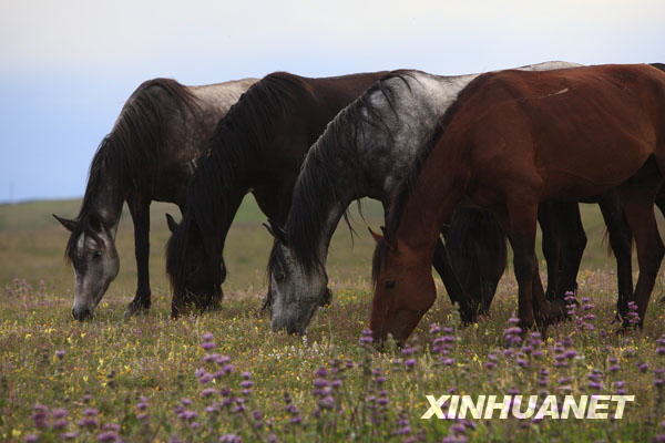 7月14日，在新疆伊犁昭苏县昭苏马场，马儿在悠闲地吃草。