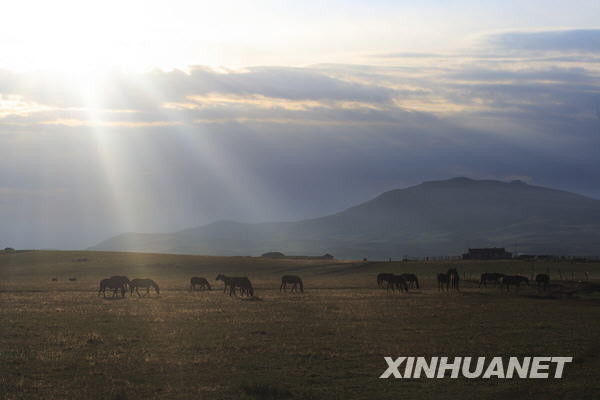 7月15日，在新疆伊犁昭苏县伊犁种马场，马儿在草原上吃草。