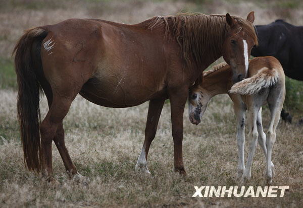 7月14日，在新疆伊犁昭苏县伊犁种马场，一匹小马驹依偎在妈妈身旁。