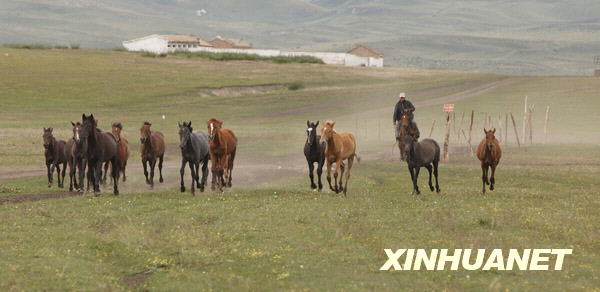 7月14日，在新疆伊犁昭苏县伊犁种马场，一名在马场工作的牧民正在驱赶马群。