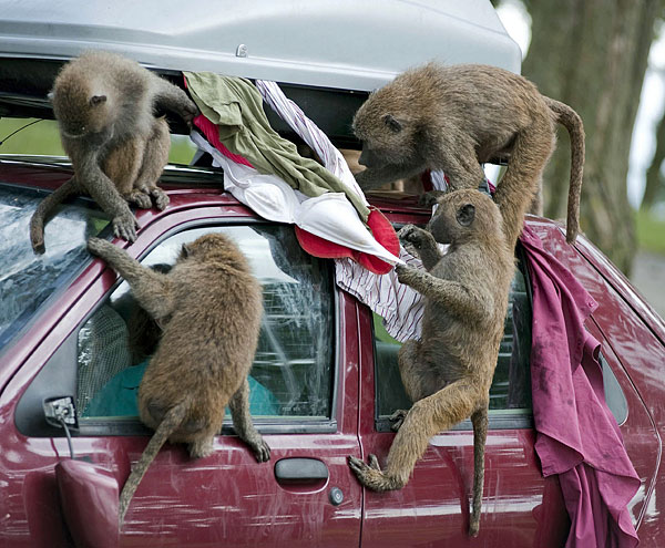 动物园工作人员在演示狒狒如何“抢劫”一辆汽车