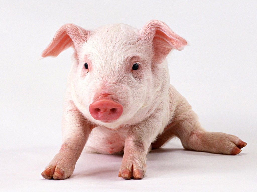 猪摄影素材-猪摄影模板-猪摄影图片免费下载-设图网