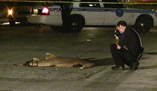 美国迈阿密闹市街头出现鲨鱼尸体[组图]