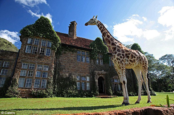  长颈鹿比麦基和坦雅夫妇的英式房子还要高。这里已成为长颈鹿公园，游客可以付钱住宿。
