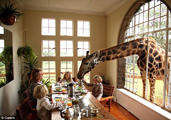 稀有的罗斯切尔德长颈鹿与麦基和坦雅夫妇一家共进早餐。