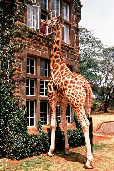 坦雅在窗口给长颈鹿喂食。