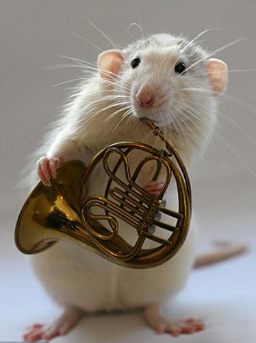 聰明寵物鼠抱樂器大擺造型過足音樂癮[組圖]