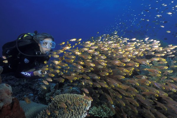 外媒鏡頭下的海洋生物[組圖]