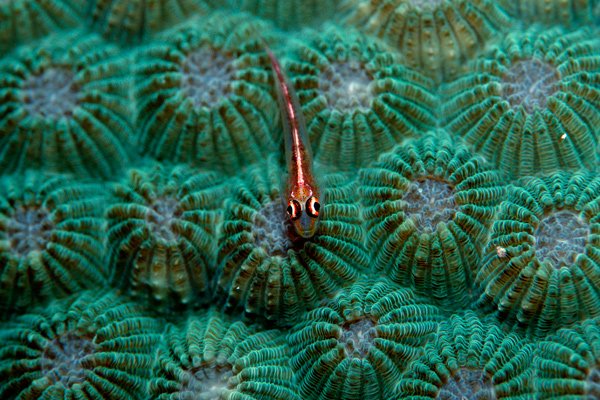 外媒鏡頭下的海洋生物[組圖]