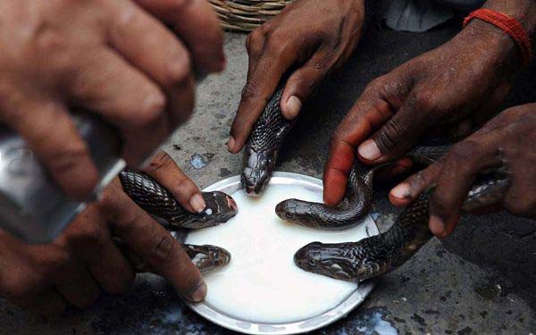 印度教蛇节给蛇洗牛奶浴[组图]