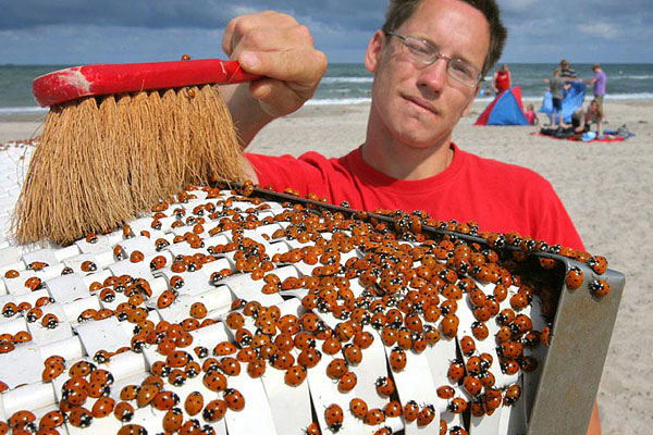 德国北部数百万只瓢虫聚集海岸形成罕见景观[组图]