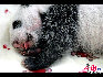 一个月大的熊猫宝宝憨态可据。    罗小韵/摄影
