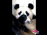 熊猫妈妈疼爱自己的宝宝。    罗小韵/摄影