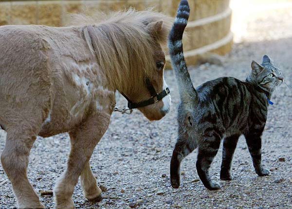澳大利亚发现一匹侏儒马体型比猫稍大[组图]