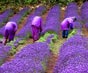 用镜头恋北海道