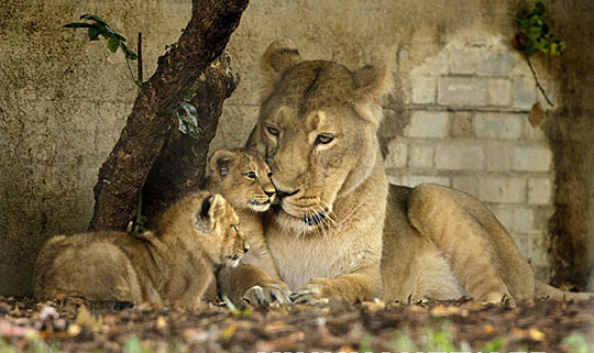 极度濒危亚洲狮尽显温柔(图)