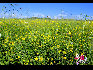 一大片不知名的黄色的野花在草原上开放。于文斌摄影