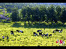 牛群在草地上尽情的享受着。于文斌摄影