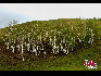 山坡上的一片白桦林。于文斌摄影