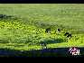 草原上正在吃草的奶牛。于文斌攝影