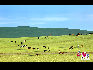 蒙古人号称事马背上的民族，所以草原上随处可见成群的马。于文斌摄影