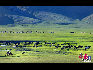莫日格勒河畔牧草丰盛每天都有大批的羊群和马群来这里吃草饮水。于文斌摄影