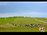 山坡上成群的奶牛就像草原上的一颗颗宝石。于文斌摄影
