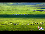 美丽的呼伦贝尔大草原就像一张漫无边际的地毯，一座座蒙古包和羊群把它点缀的更加美丽。于文斌摄影