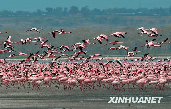 肯尼亚“观鸟天堂”重现粉色湖岸奇观[组图]