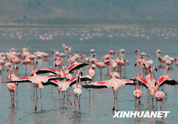 肯尼亚“观鸟天堂”重现粉色湖岸奇观[组图]
