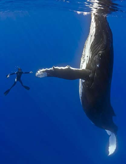 潜水员夏威夷海域与座头鲸“亲密接触”[组图]