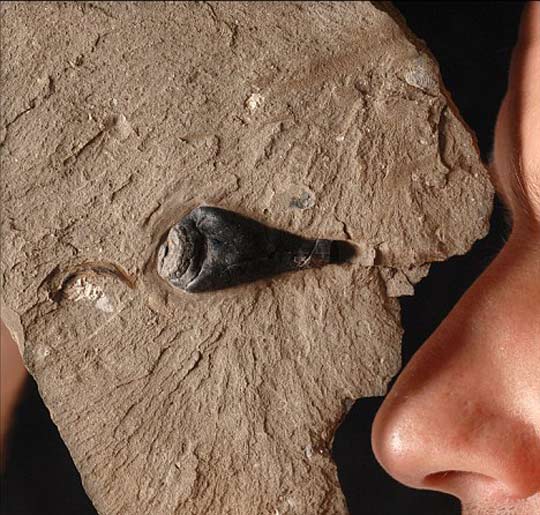 英国发现1.5亿年前乌贼化石[组图]