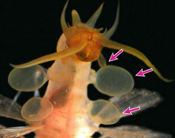 珍奇海底生物可分泌“导弹”吓跑敌人[组图]
