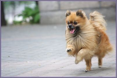 共享:小型犬的训练全攻略