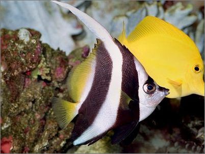 十种最易养的美丽蝴蝶鱼